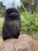 Люмен Эст Звездная Ночь