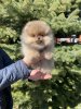 Пом На Миллион Такер