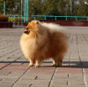 Бархатный Сезон Экстрим