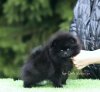 Топ-Доллс Валенсия