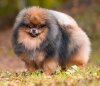 Superior Poms Fire Shadow