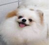 Golden Furrballs Destines To Party