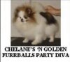 Chelanes Golden Furrballs Party Diva