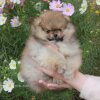 Марвел Пом Вэнди Дарлинг