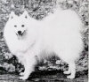 Alvretens Omonzuru Of Norsken