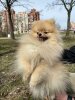 Яшик Из Облака Над Невой