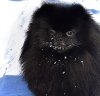 Оросландо Зигмунд Кир