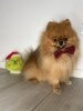 Dandy Boy Of Paw Pom