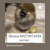 Жемчужная Империя Гучи