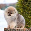 Фандорин Из Династии Королей