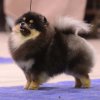 Вива Ла Перла Дель Карибе Из Вестландии