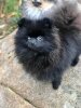 Pom Hotmas Black Jack