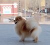 Экс Флэш Фокс Альфа Ромео
