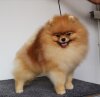 Zippo’S Pom Candy Man