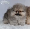 Дастиш Фантастиш Юнайтед Манчестер