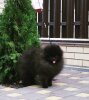 Дог’С Философи Квинси