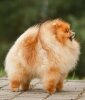 Luxurypoms Dobry Elf