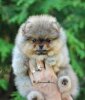 Бархатный Носик Рокси