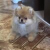 Чеширский Кот