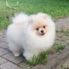 Виллтувин Лучик