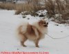 Редволл Нордик Бриллиант