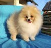 Flo Cielo Fluffy Dream Pom