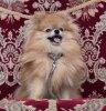 Fluffy Dream Pom Enamore Eddie