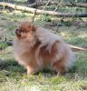 Gayel’S Ginger Snap