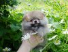 Королина Шик Клео Даймонд