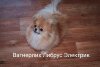 Вагнерлих Либрус Электрик