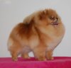Ta Bozi Purdy Mini Pearl