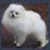Bai Fu Hang Of Chiao Fu Hang Kennel