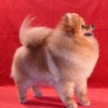 Dilina Royal Foxy Lady