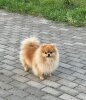 Беатрис Смитт