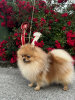 Musketeer Aramis Of Flawless Paws