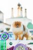 Помфлай Бейнг Спартакус