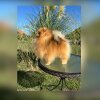 Enco Troublemaker Dog