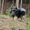 Шепот Искандер
