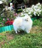 Олмикс Лайн Найс Соул