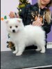 Цунени Катцу Мизуки