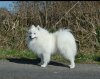 Jeriko The Snow Bear Of Fantasia Lover Land