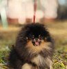 Ю Кейм Фром Э Фэйри Тейл Вандефул Софи