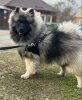 Издомасу Цеззи Валиант