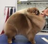Санта Моникс Кассиопея