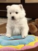 Emili Bella Neve