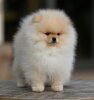 Nio Joy Fluffydreampom