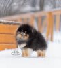 Кенигсвет Кондор