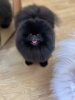 Анна Пом Чармин Блэк Даймонд