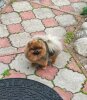 Пом Дрим Церера