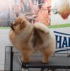 Империал Смаил Фор Бетюн Сюлли